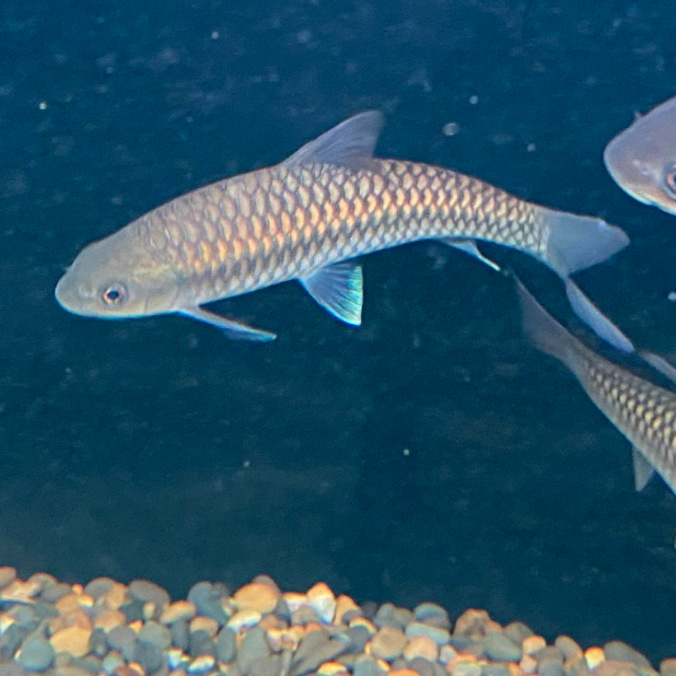 [省内]蓝吉罗鱼运费补差价