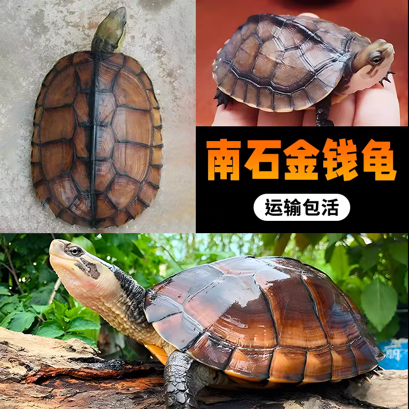 直播链接石金钱龟活体适合家养观赏宠物龟