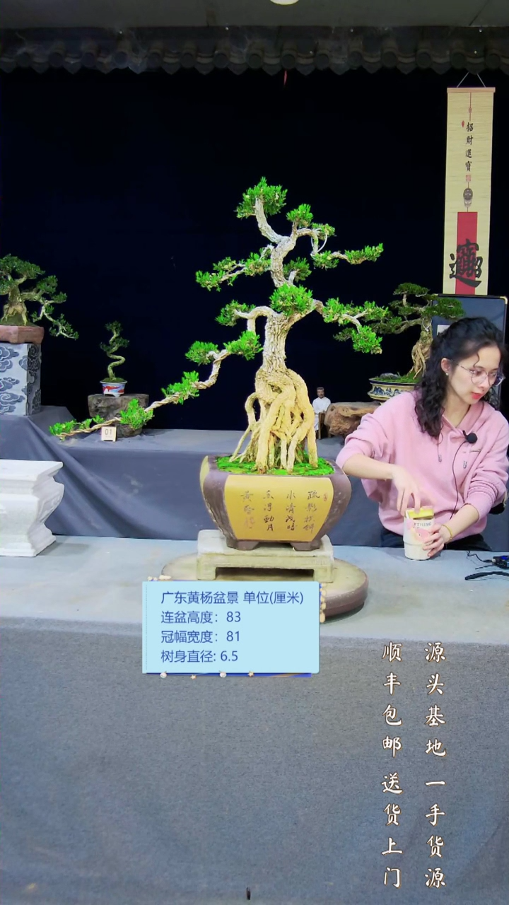 【闪购商品】雀舌黄杨盆景雀舌黄杨盆景