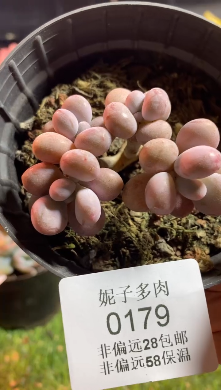 【闪购商品】0179a