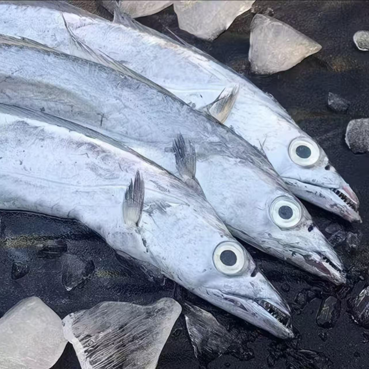 整条正宗黄海湾野生小眼油带鱼4斤/8条 每条300-400g/左右