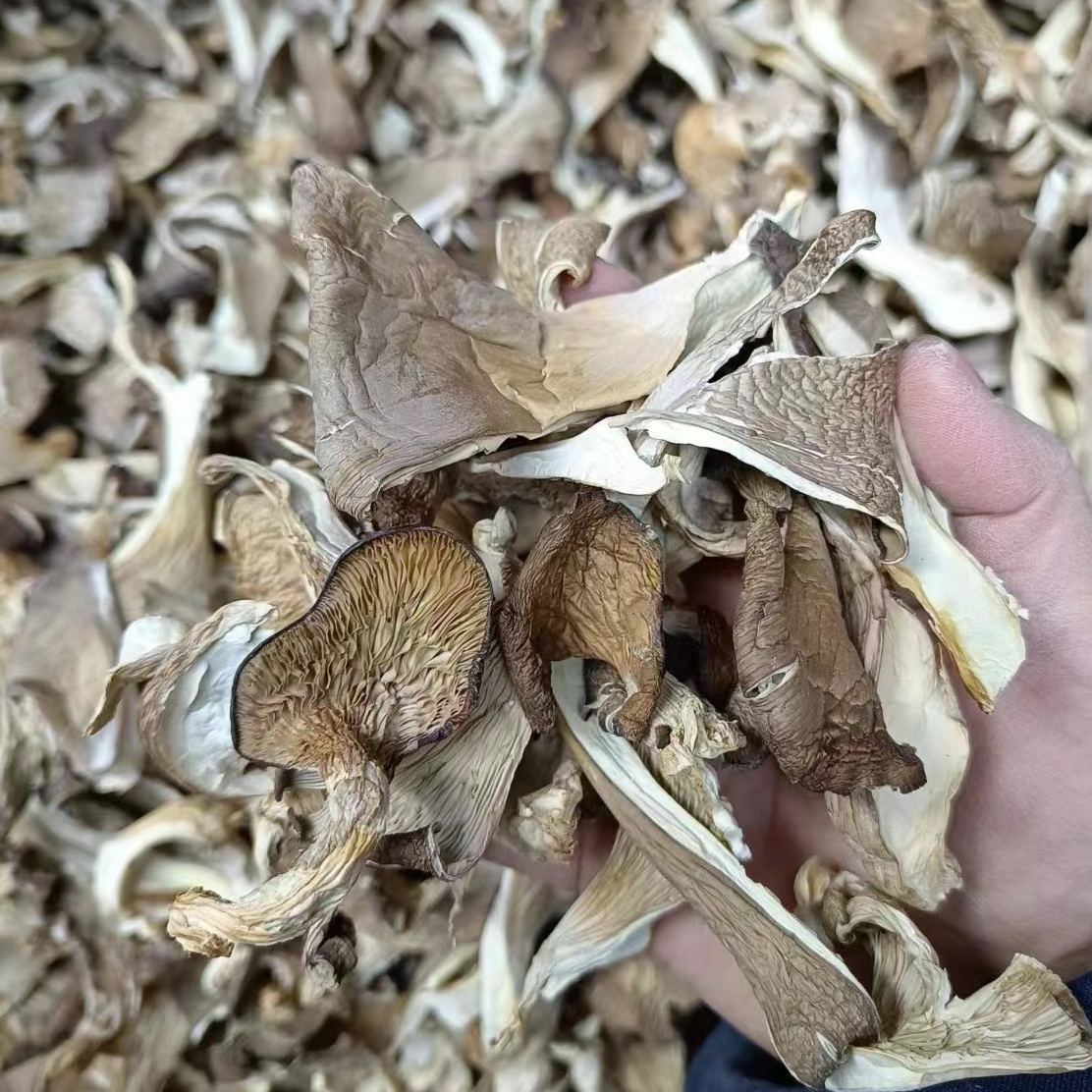 【秦巴本草】村书记助农 秦岭农家自晒凤尾菇干平菇250g