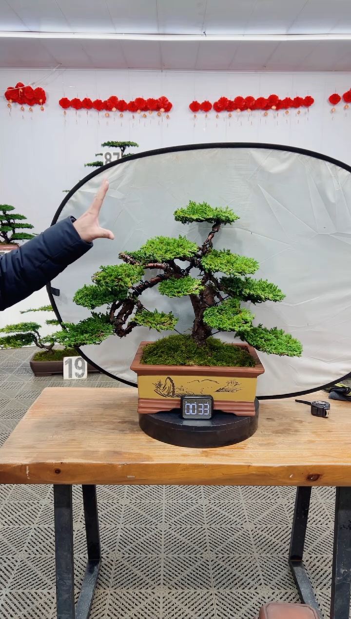 【闪购商品】盆景盆景