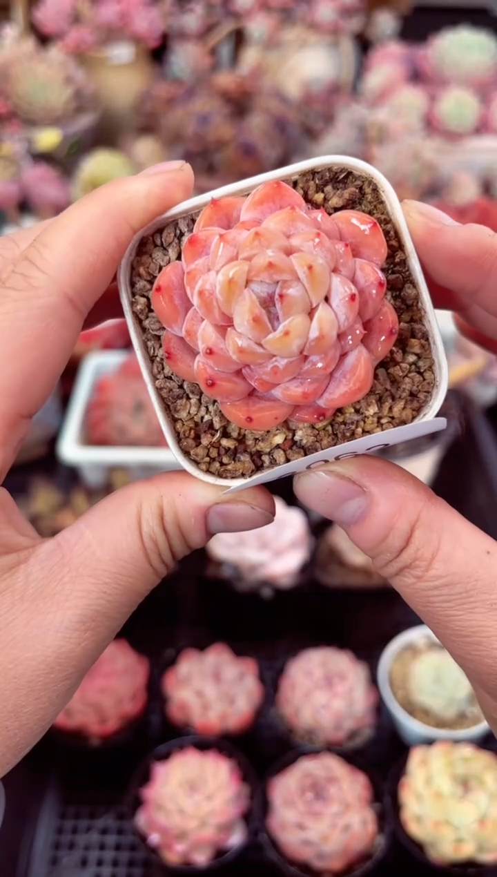 【闪购商品】8062冰钻多肉