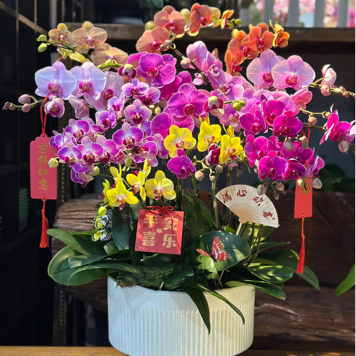 蝴蝶兰盆栽扣号下单链接（400-500）