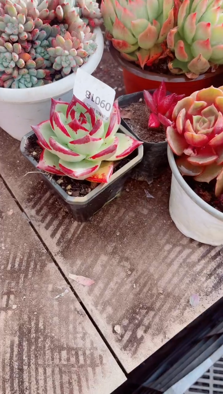 境**变跃跃精品多肉09019