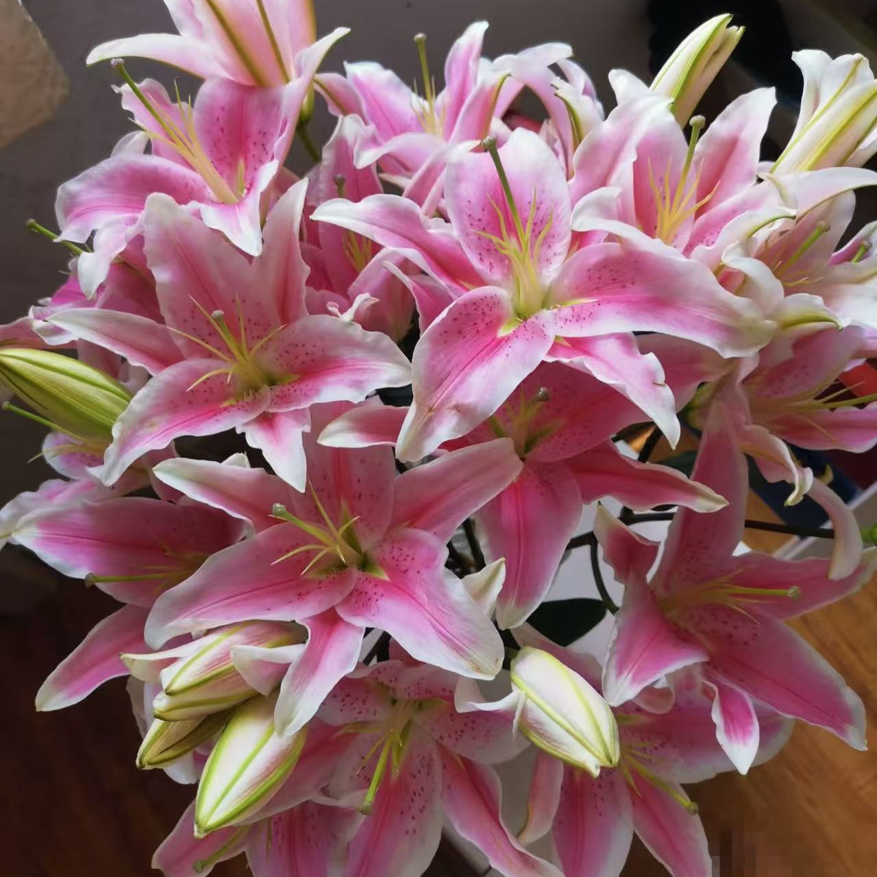 【粉百合】香水百合 云南昆明基地直发