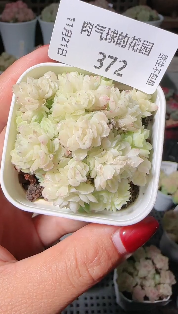 1121-372群生不包整