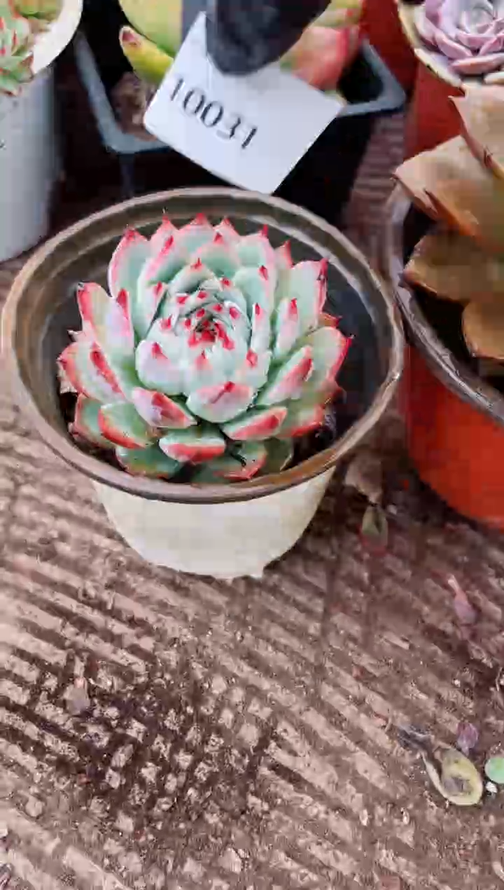 7*妹?多肉植物一物一拍10031