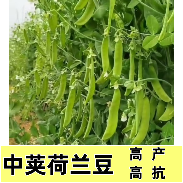 珍宝双荚荷兰豆秋冬中荚软荚荷兰豆种子高产抗病简单易种400克