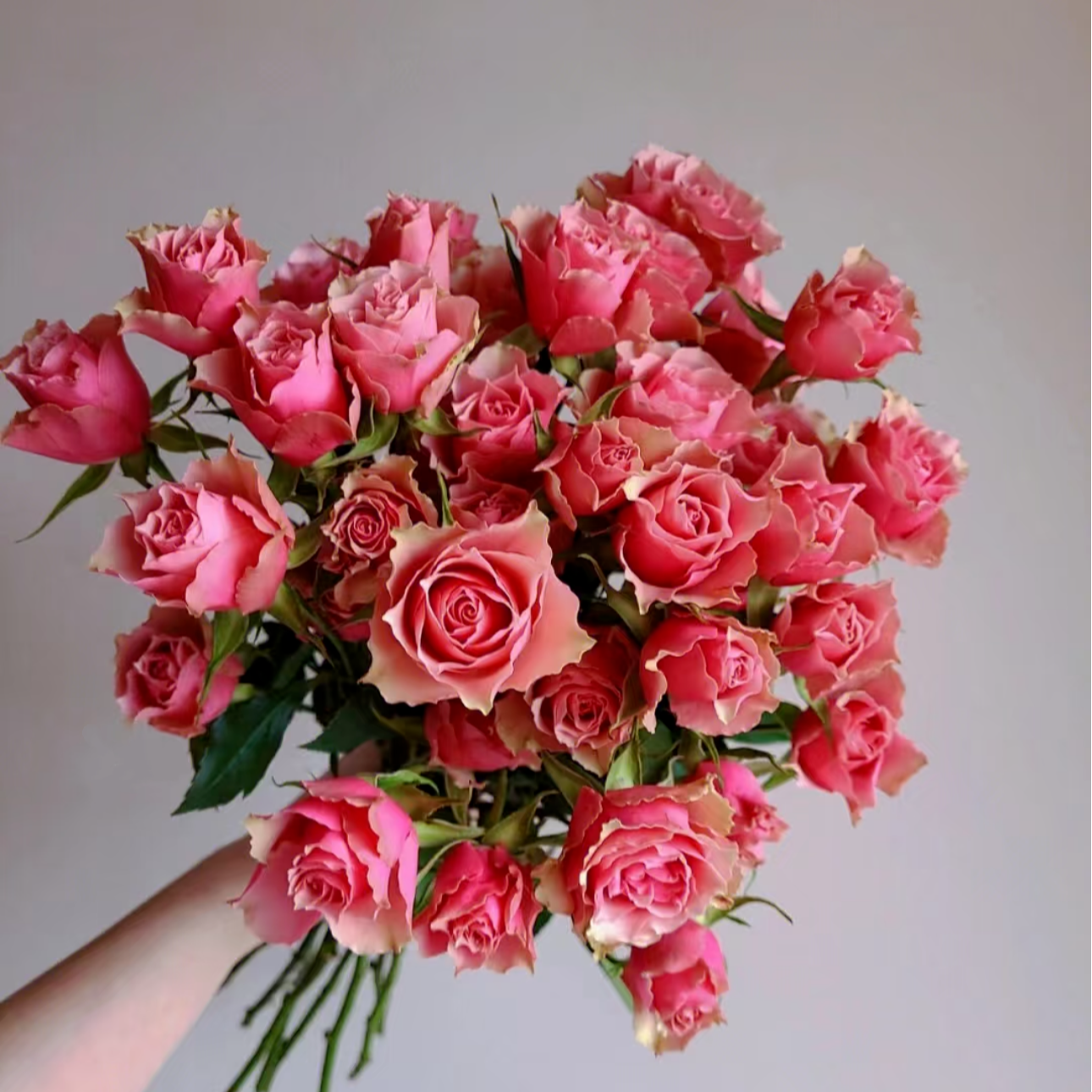 【云南鲜花】10枝（樱花谷）玫瑰  云南鲜花基地直发