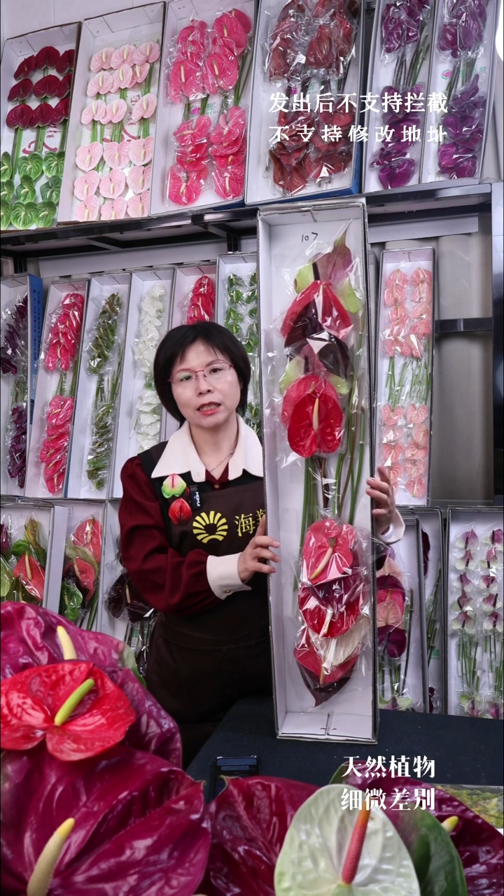 完全开放107混色12枝(枝长30-40cm，横冠幅10-12cm)微瑕无售后