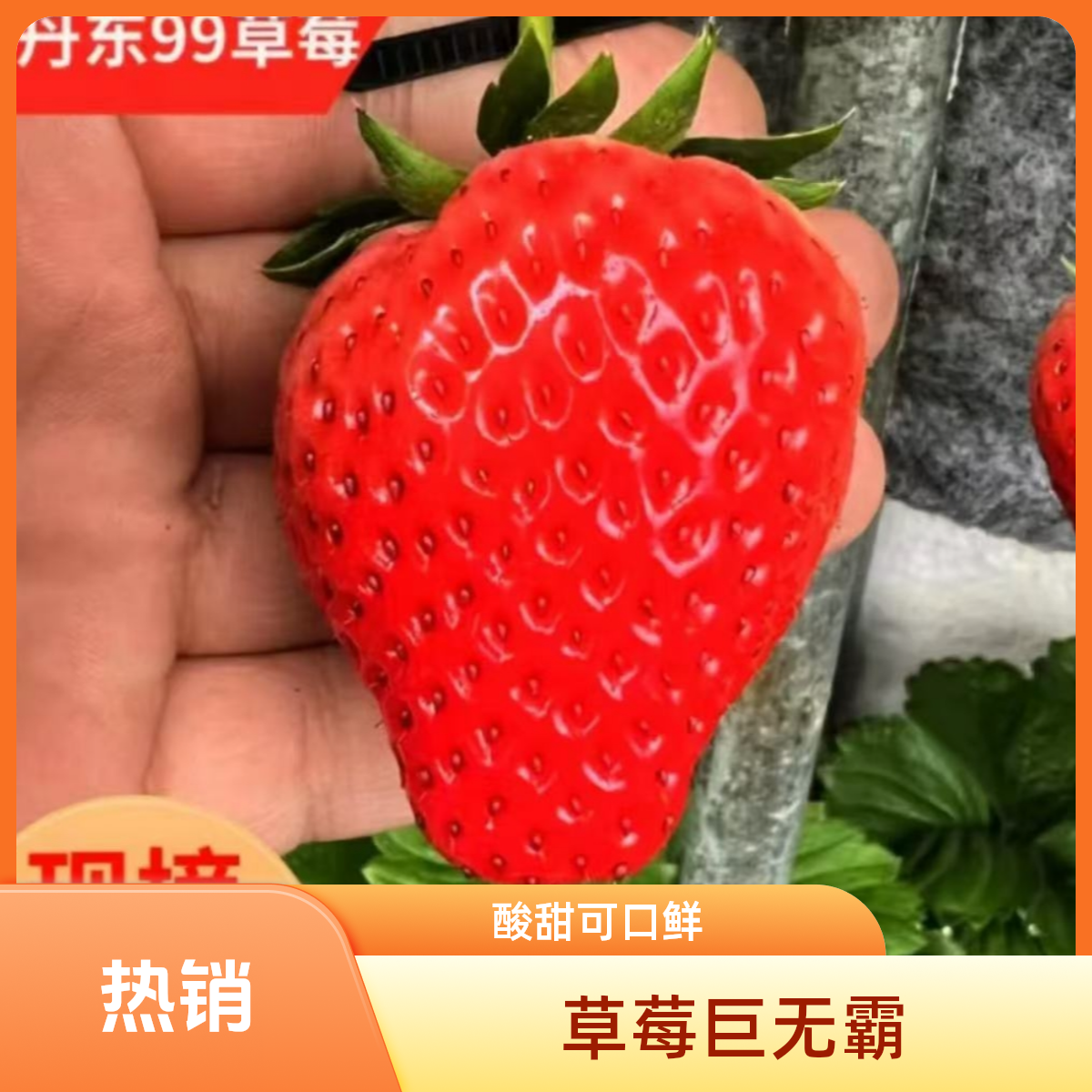 草莓巨无霸 丹东九九草莓 新鲜采摘 酸甜可口 当季水果