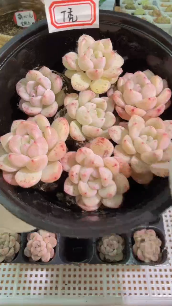 T秃单双混 7颗量拍混发 满9.9包邮