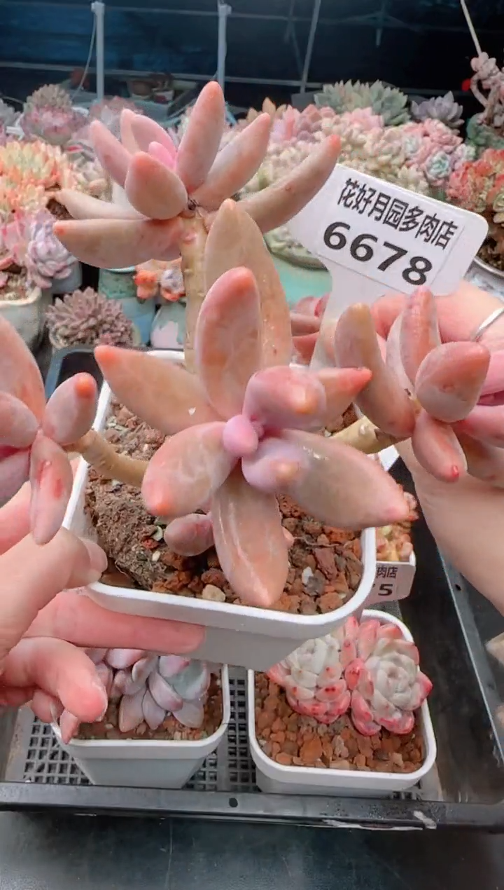 【闪购商品】6678红手指