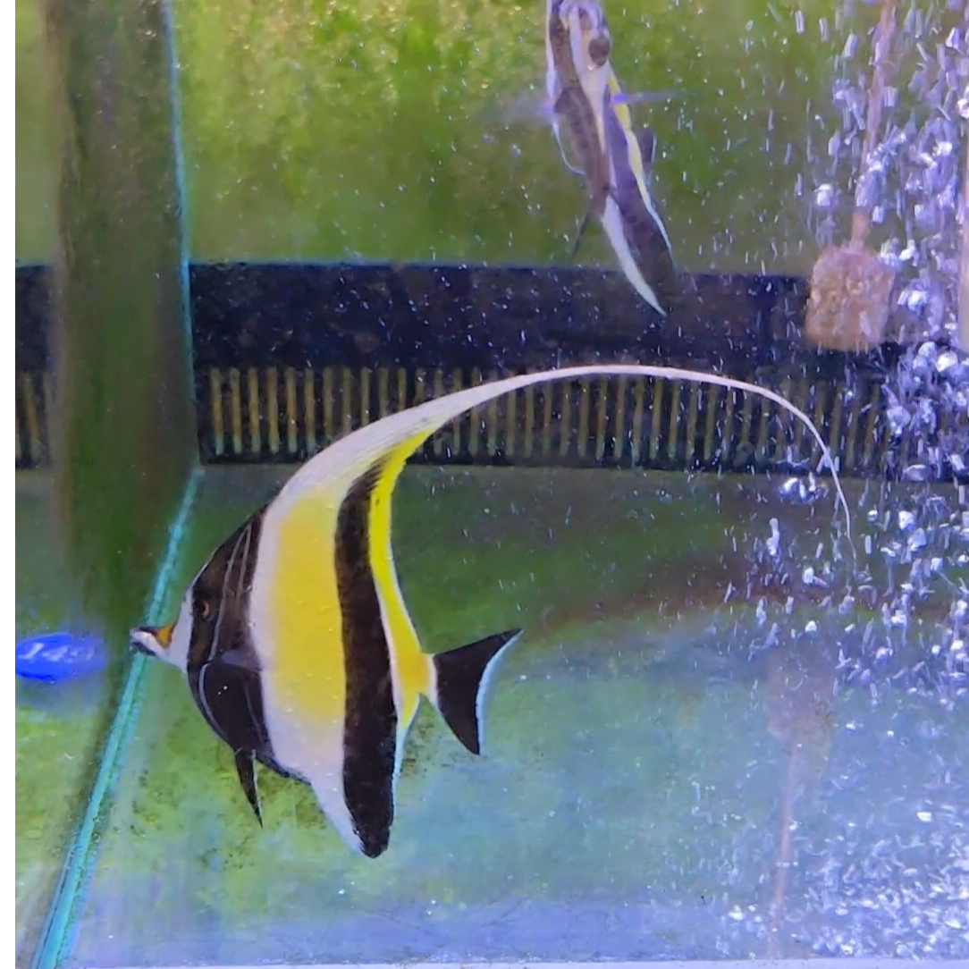 马代神像 蝶鱼 海水观赏鱼 已检疫并养定开口
