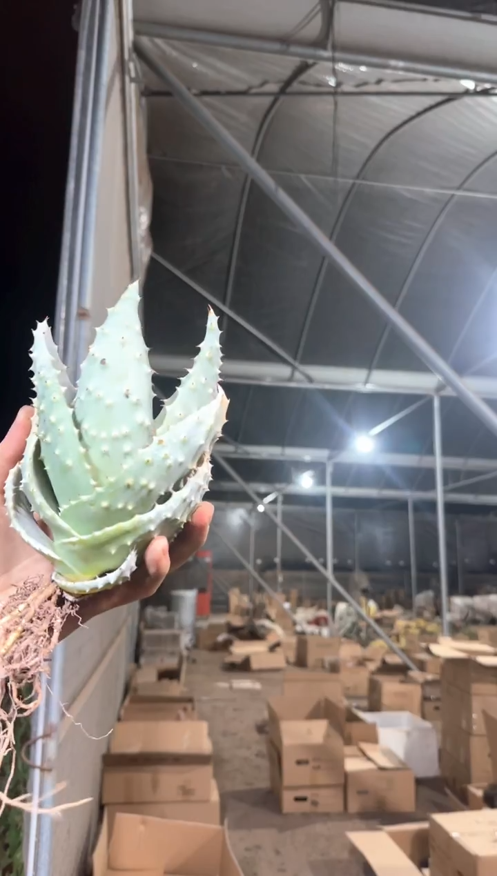 元宝 芦荟【带根】