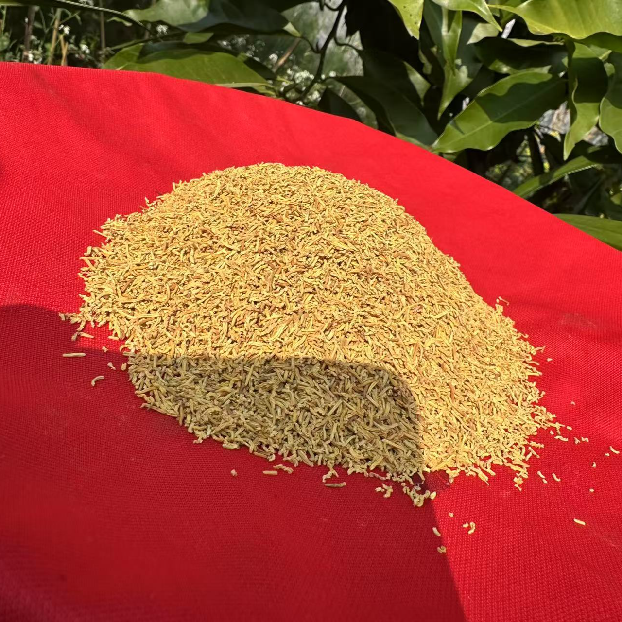 1【黄-金-蕊】净含量50g-500g【阿忠现收现卖】菌