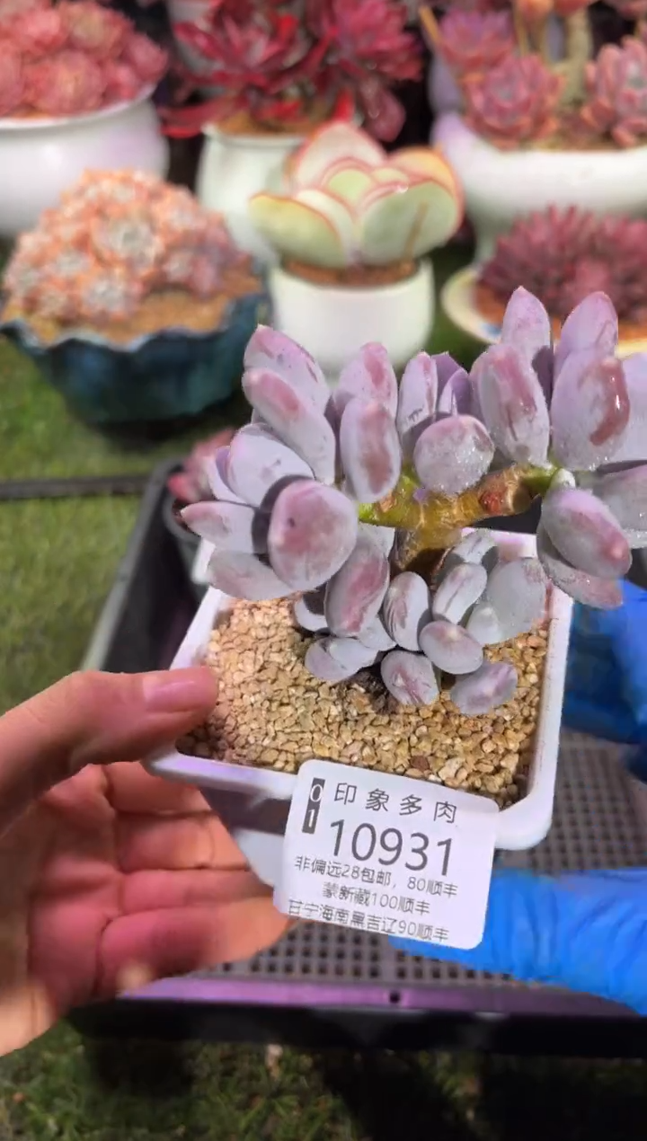 【闪购商品】10931