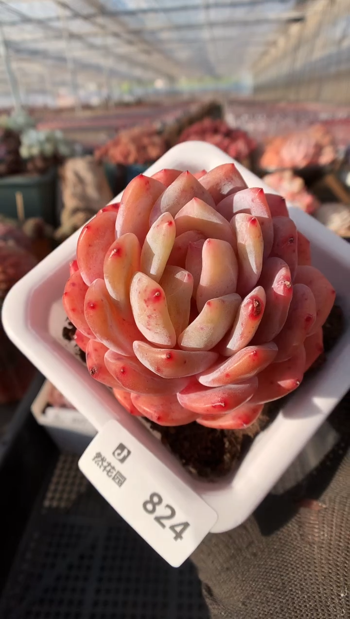 824宽橙一物一拍