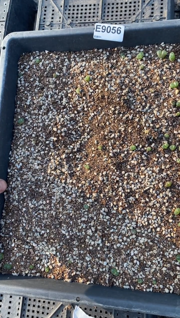 9056脱土发直播间一物一拍