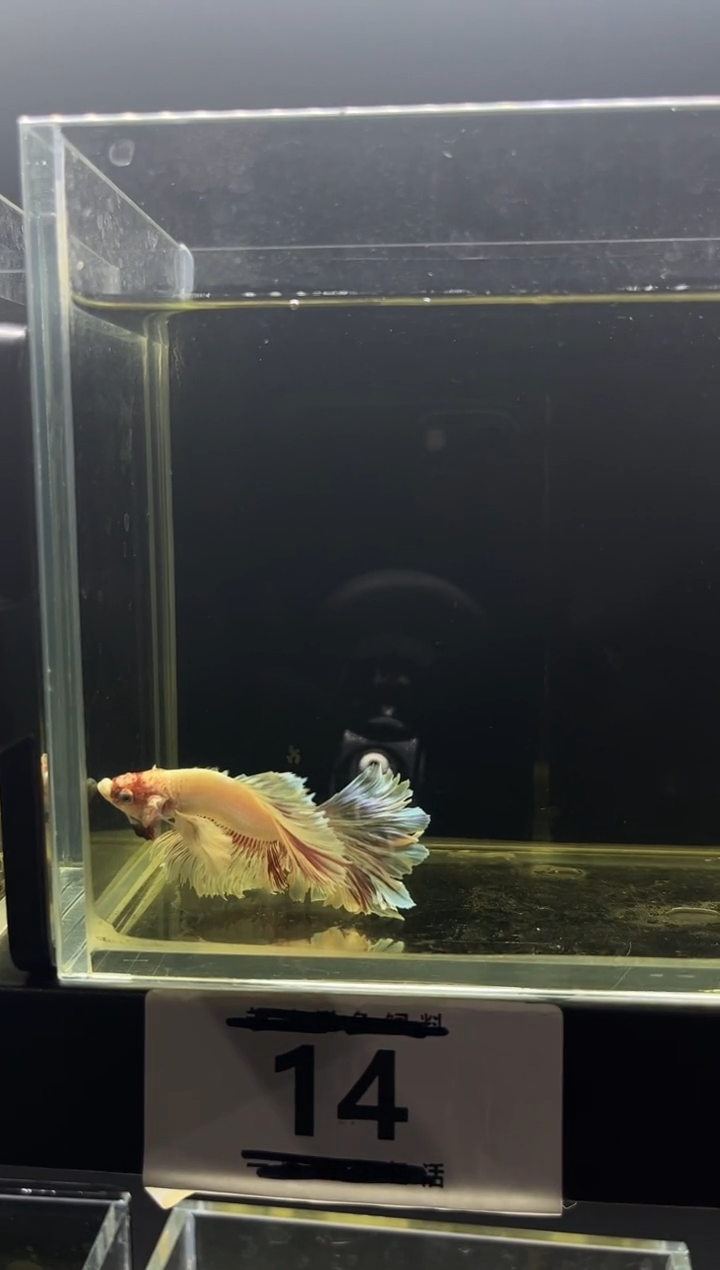 斗鱼直播竞拍链接14