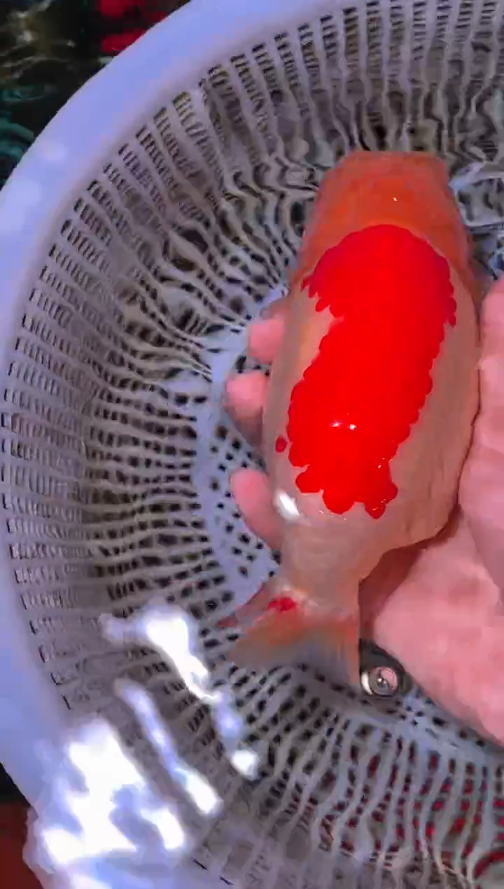 金鱼（运费到付，马印灯下展示）福州追鱼兰寿金鱼