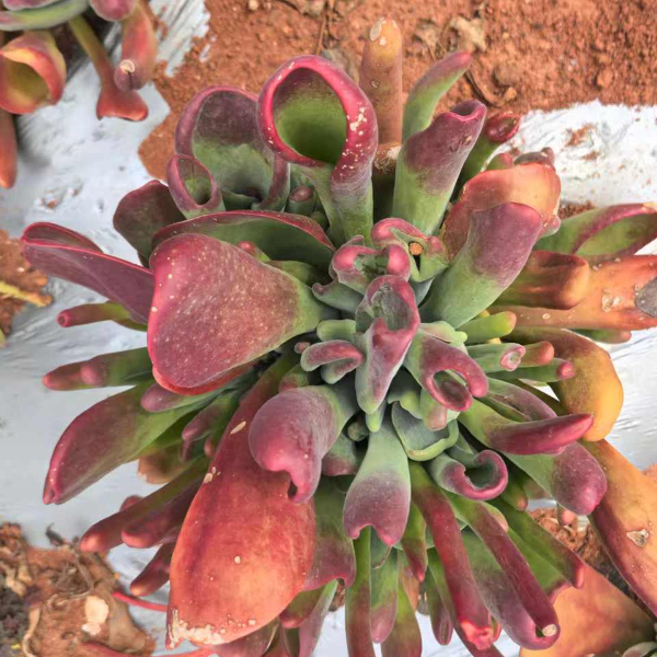 火狐狸 好种好养 新手必拍精品多肉绿植云南发货瑕疵不售后