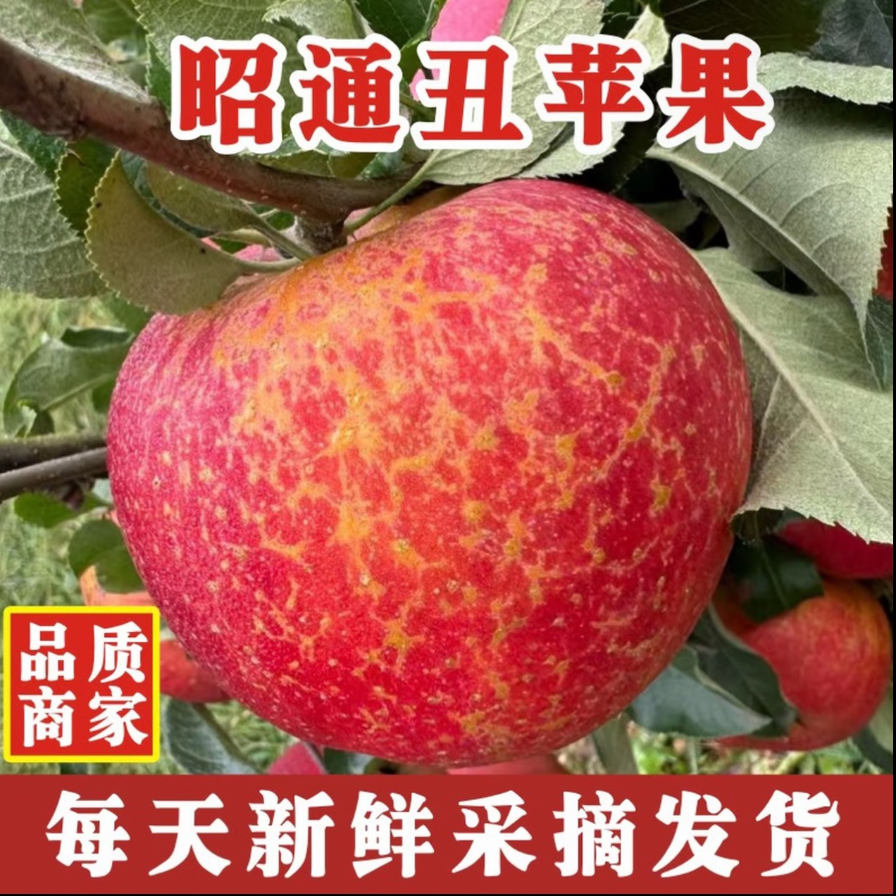 【高原丑苹果】正宗云南昭通冰糖心丑苹果新鲜脆甜水果产地直发现摘