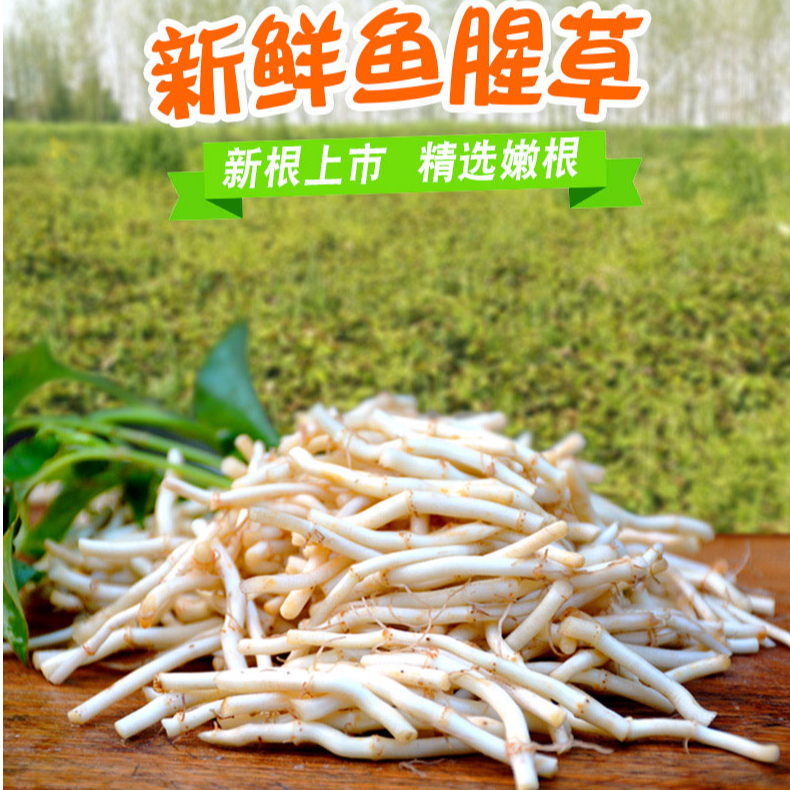【新根上市】农家鱼腥草新货新鲜折耳根嫩根中药材湖北节儿根蔬菜