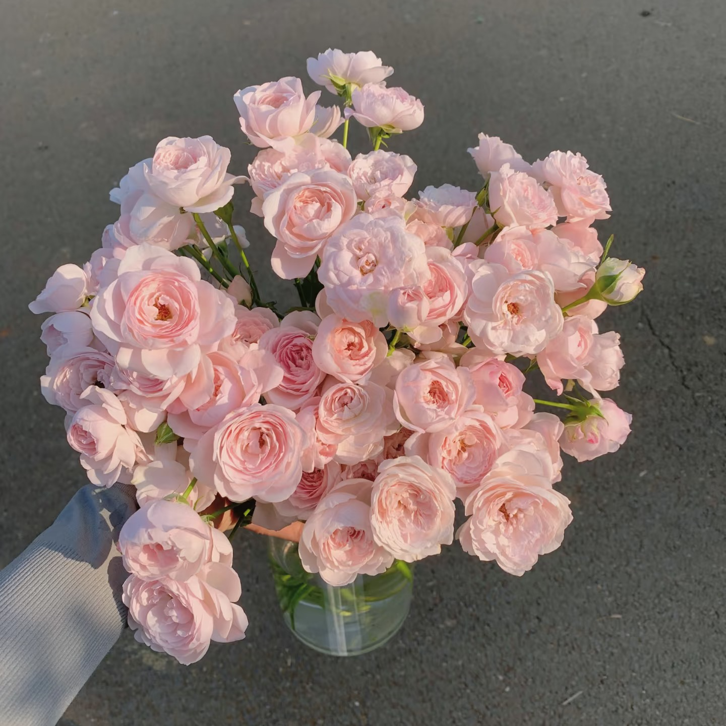 【仙子之吻】云南斗南基地现采现发品质好仙子之吻多头玫瑰10支