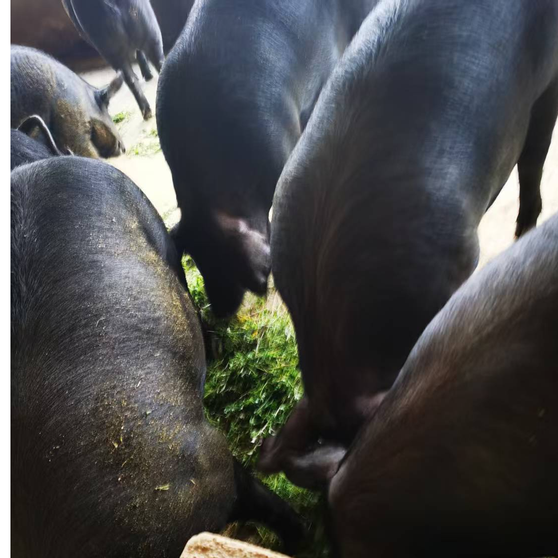 江西山背黑土猪肉养足18个月