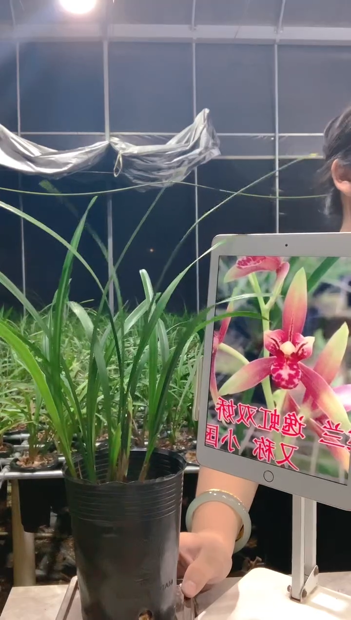 当前无花栽培后可以开花自**美小国魂