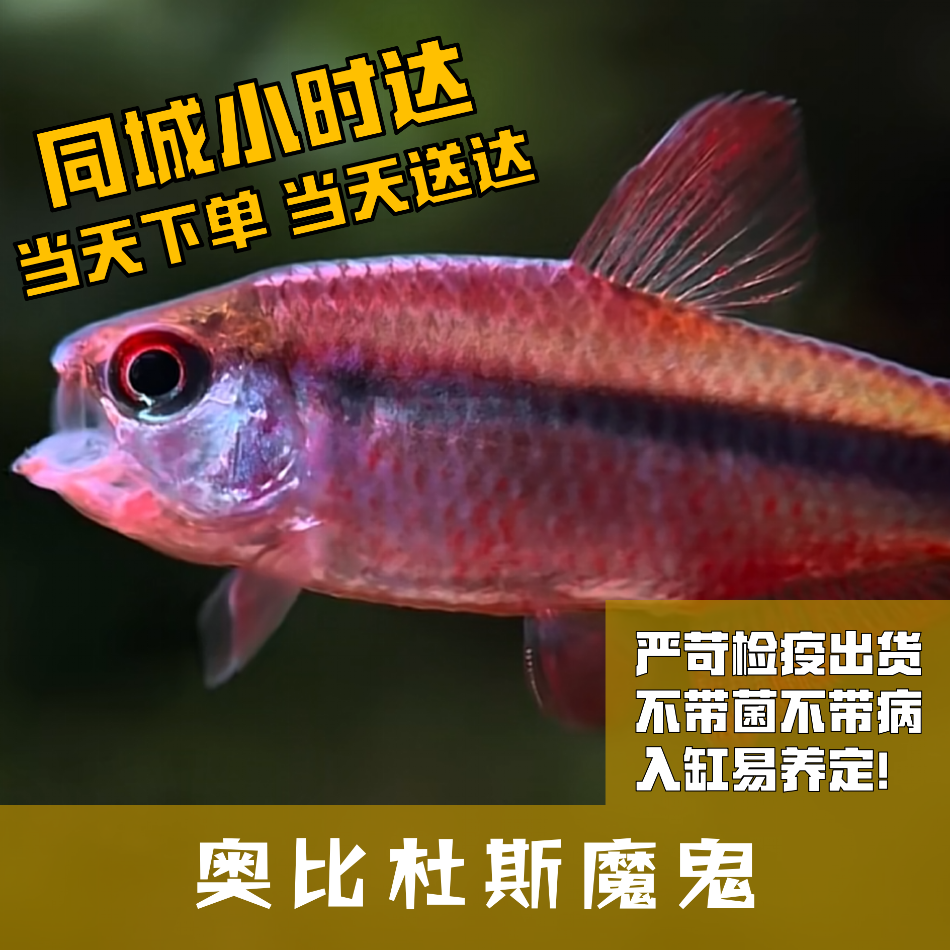 Boo小鱼奥比杜斯魔鬼小型灯科鱼