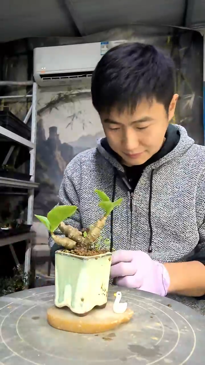 哈*扎中青园艺一物一拍花19