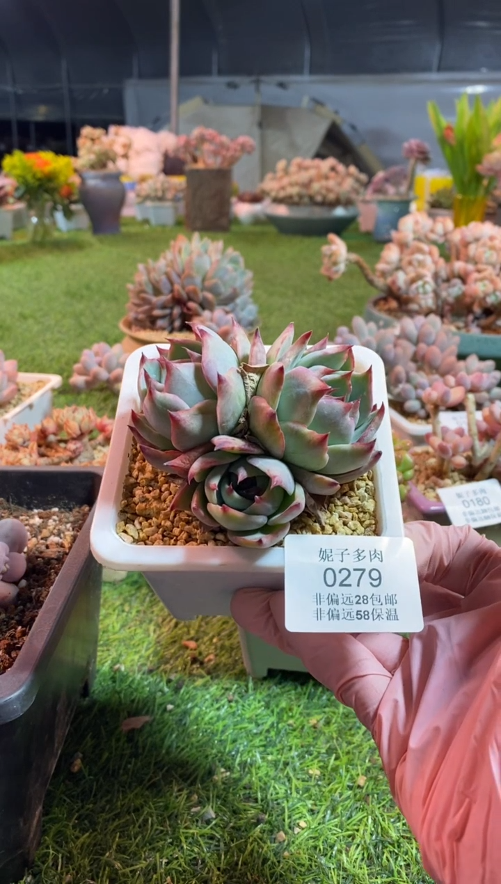 【闪购商品】0279a