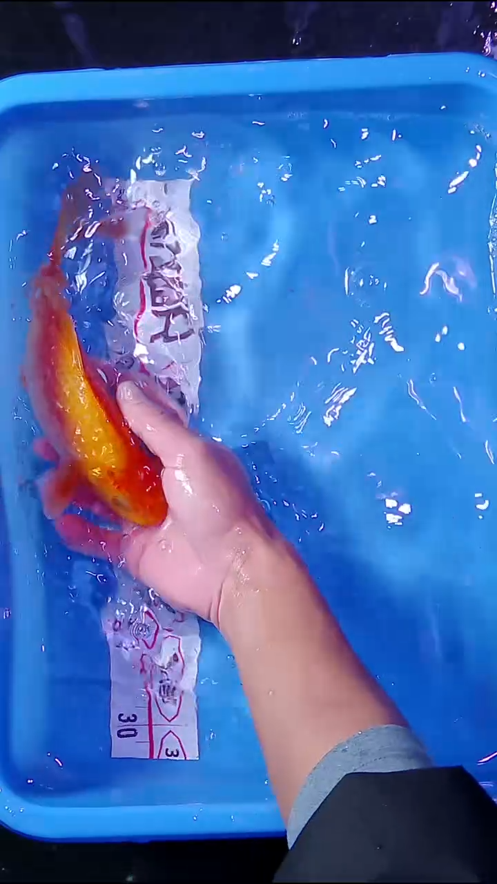 锦鲤直播间菁选 对版发货 41