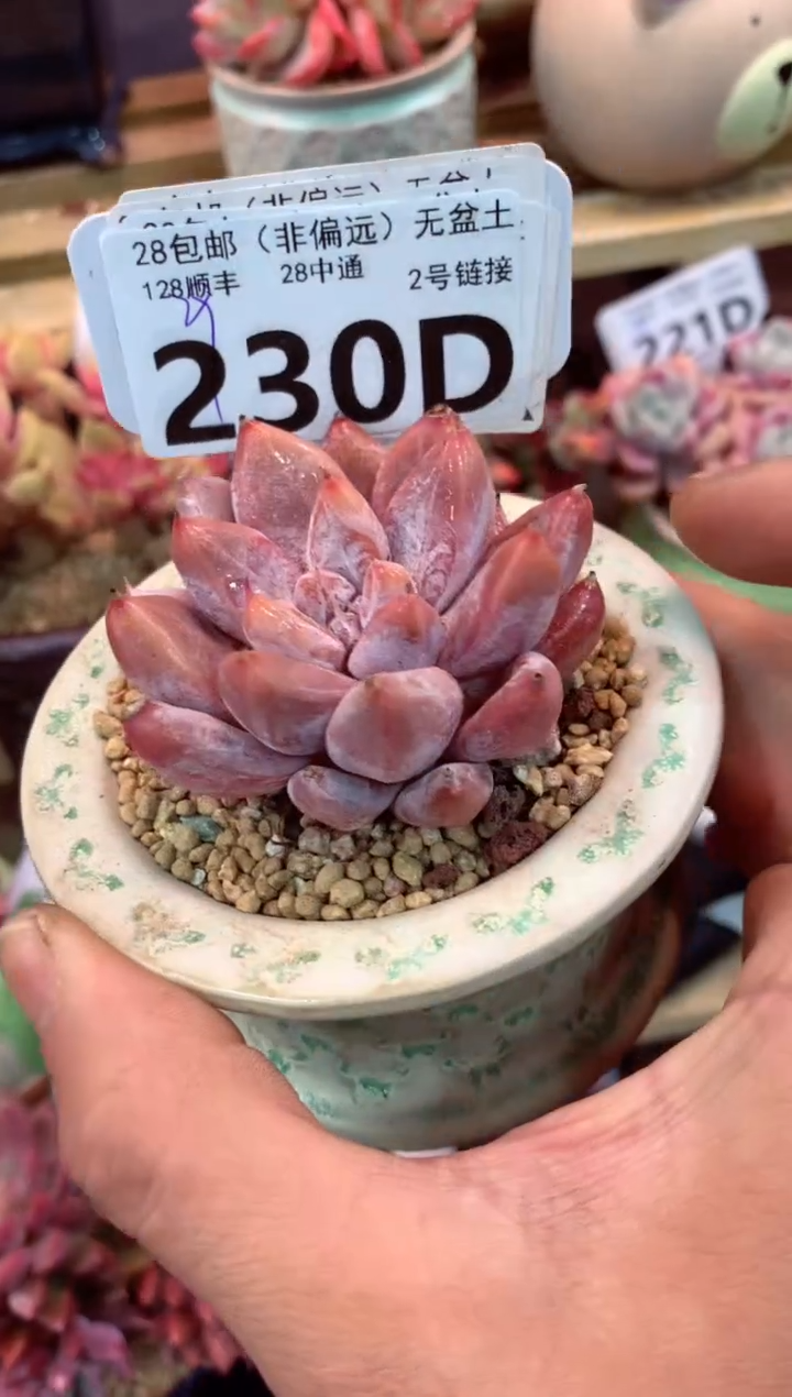 230D（一物一拍，精品多肉，w所见即所得 ）