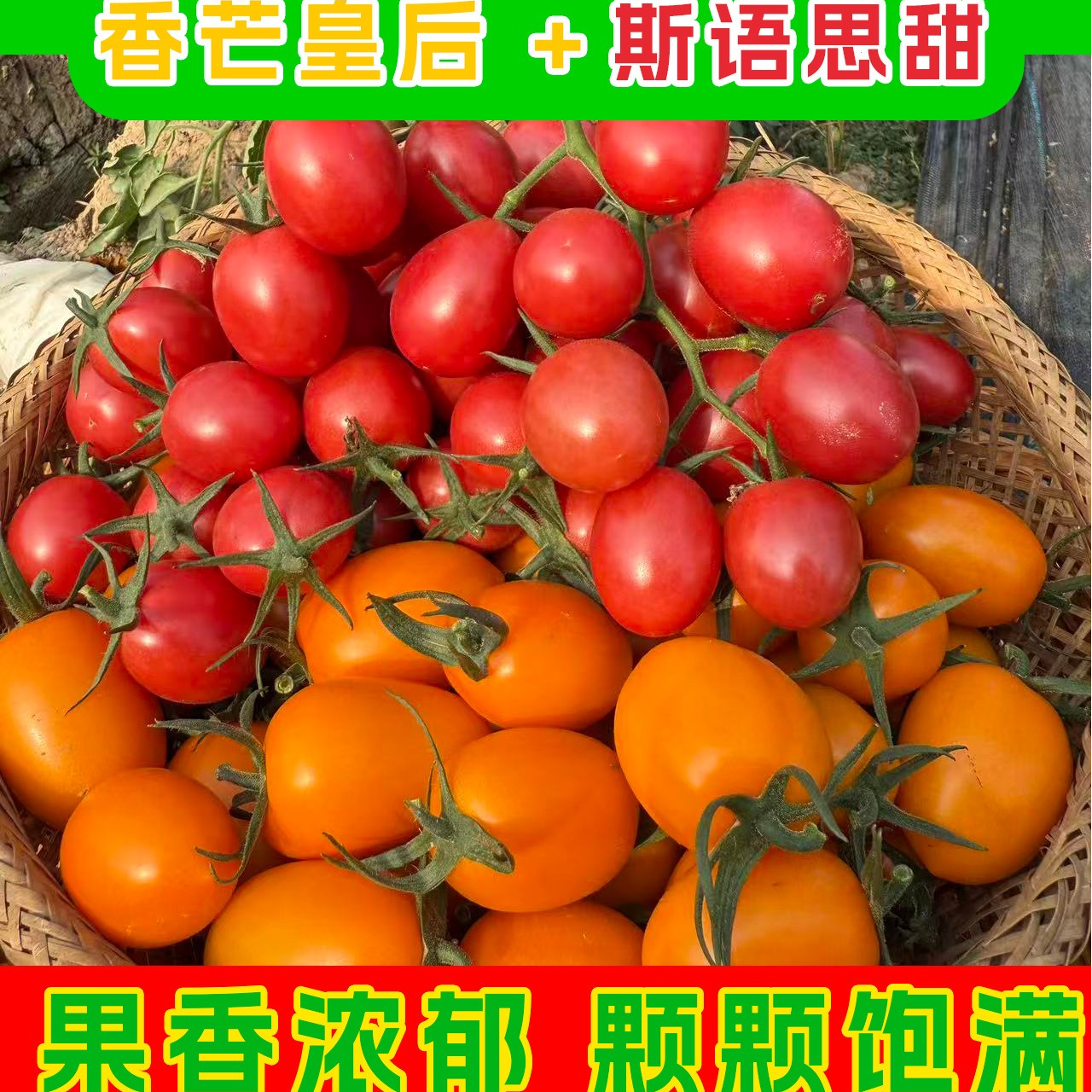 【脆皮爆汁】香芒皇后/斯语思甜小番茄（非千禧圣女果）自然熟