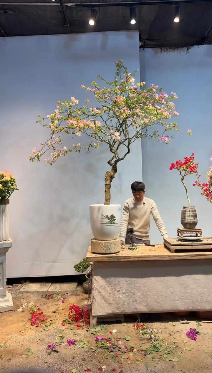 以实际为准贾**干三角梅47