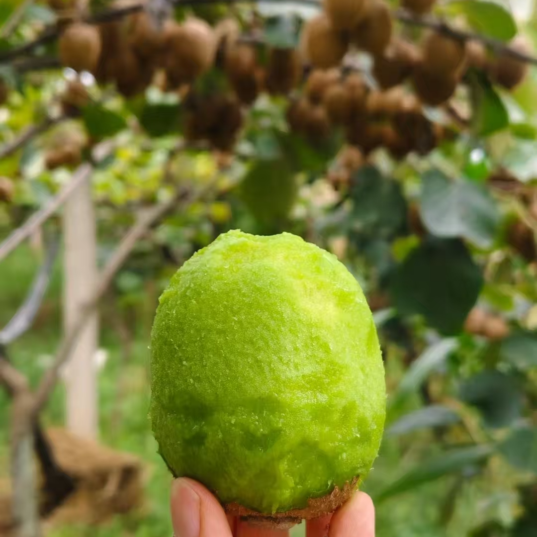 正宗修文猕猴桃软糯香甜酸甜可口贵州省