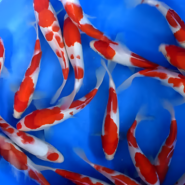 备用15-20公分锦鲤观赏鱼渔场发货