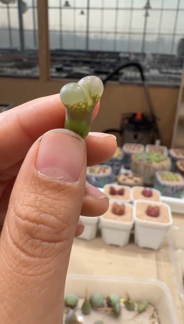 20-91多肉植物肉锥