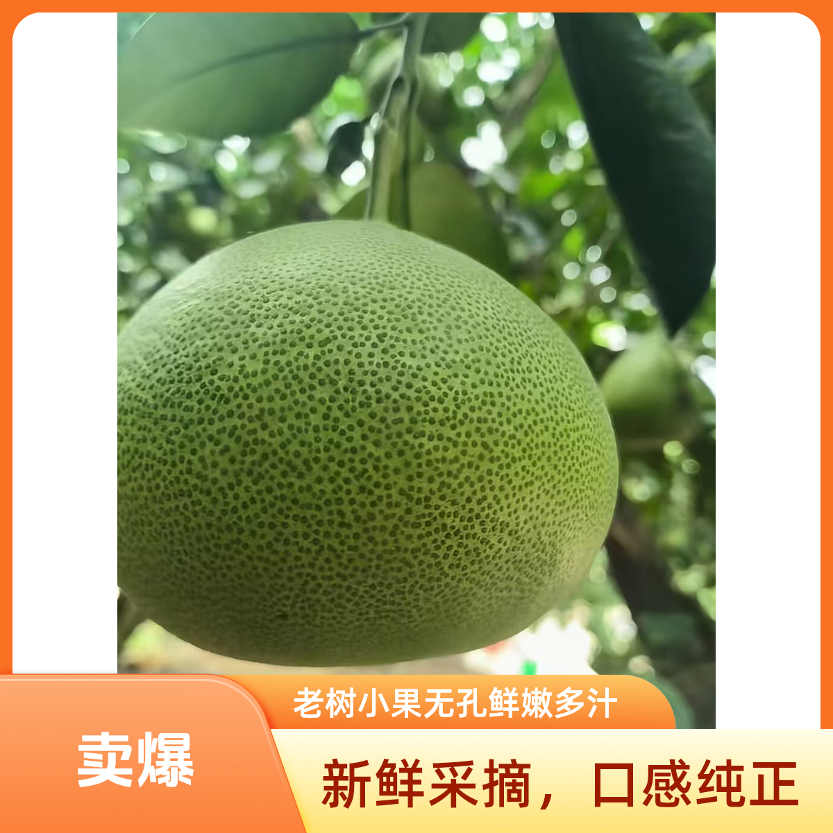 福建度尾文旦柚新鲜应季红心白心酸甜多小果(无孔)