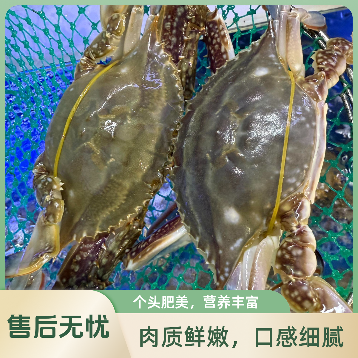 【保鲜不保活】热带梭子蟹88/斤(3-5两/只)