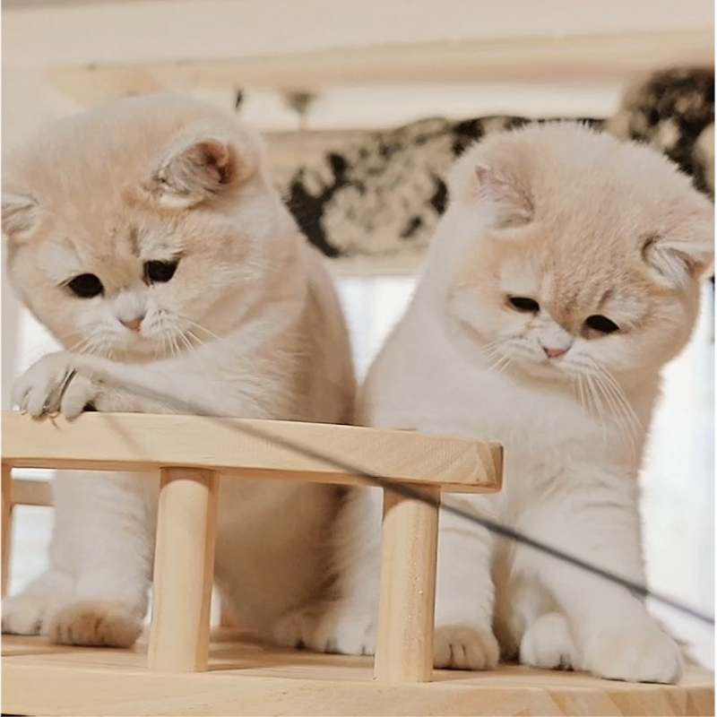 【紫金喵喵·奉玺名猫汇】紫金 蓝金 小鹿金 活体猫咪