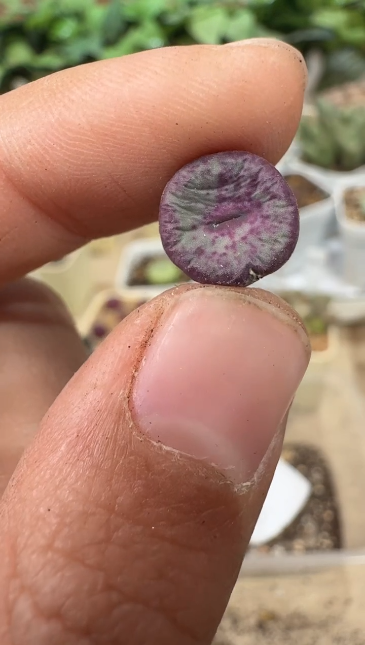 28-131多肉植物肉锥