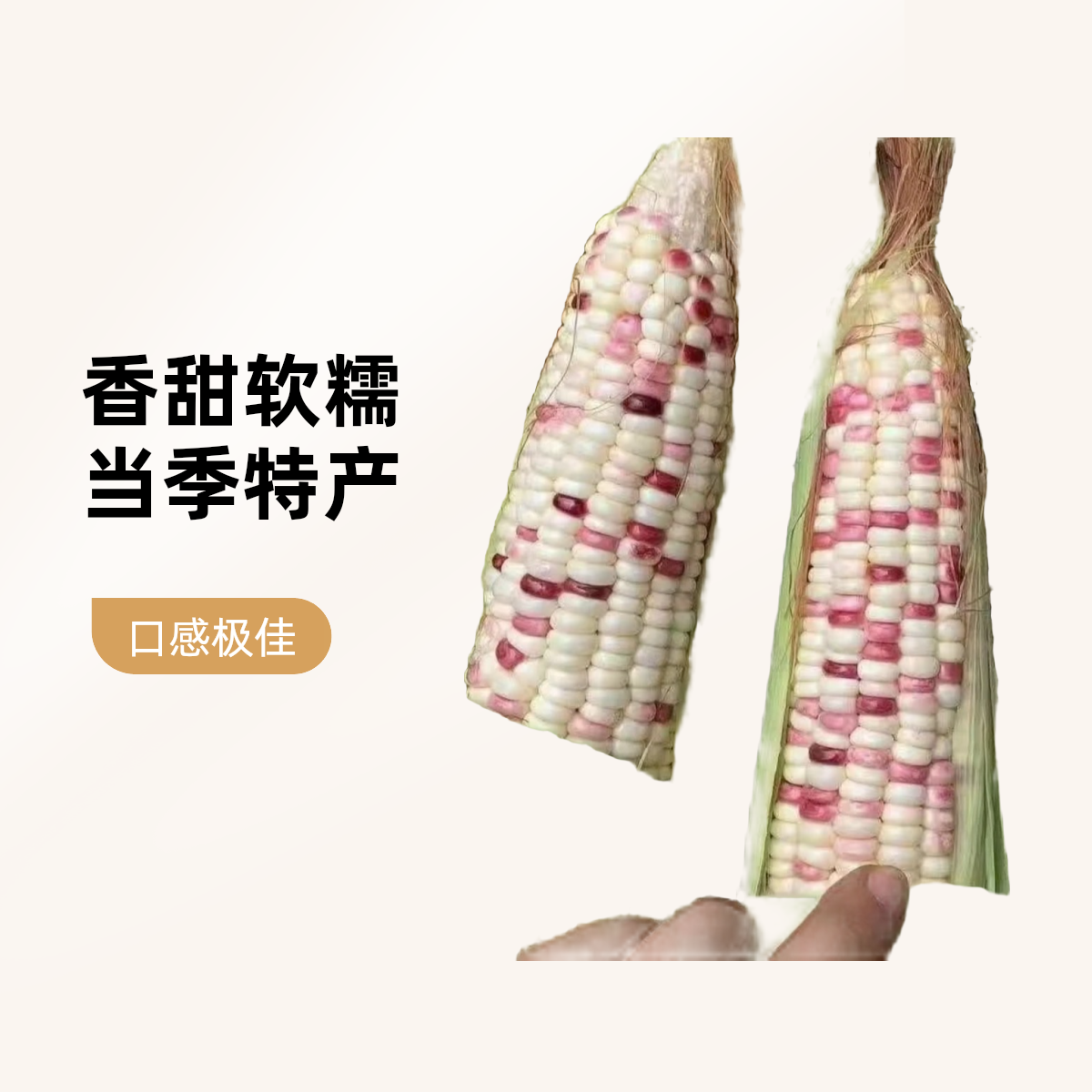 【新鲜糯玉米】新鲜糯玉米香甜软糯新鲜采摘无渣玉米3.2-3.5斤包邮上门