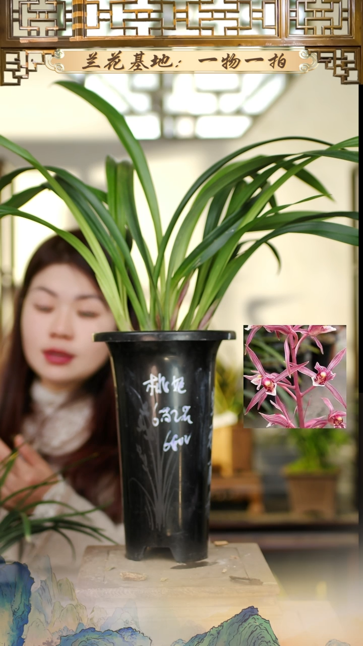 全部花苞台北仙子10花