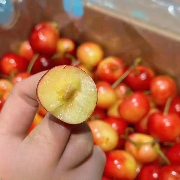 【顺丰包邮】智利空运小金鱼雷尼尔黄金车厘子3J 4.4斤内附果径卡